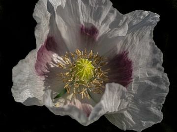 Papaver in de zon van De Cameragraaf