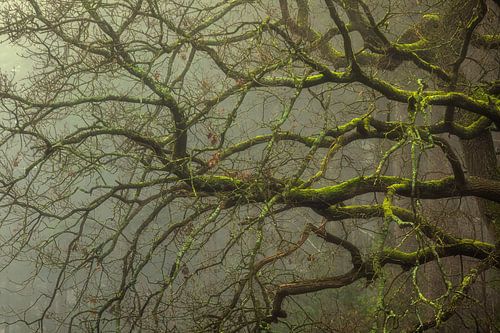 Nebliger Wald von Martijn Schruijer