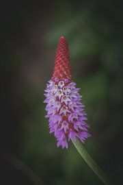 Kaboutermuts van Daniël Steenbergen