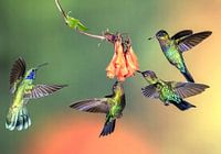 Kolibri Talamanca in Costa Rica
