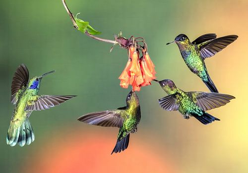 Kolibri Talamanca in Costa Rica von Rob Kempers  Nature-Art-Landscape Photography