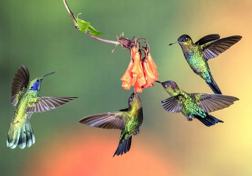 Kolibri Talamanca in Costa Rica von Rob Kempers