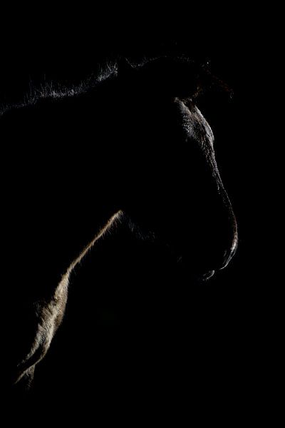 Konik-Pferde von Andy van der Steen - Fotografie