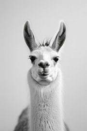 Llama