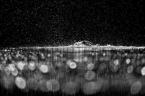 Kuifeenden zitten elkaar achterna