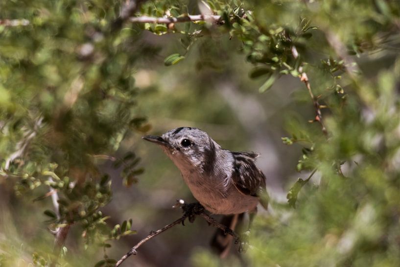 Bird in nature by Kimberley Helmendag