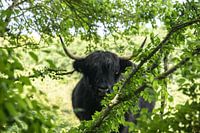 Scottish Highlander