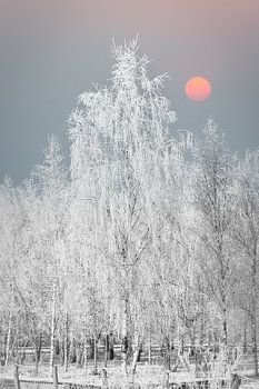 Winter landscape with snow and frost covered birch trees