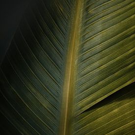 Tropical Leaf: Calmness and Texture on the Wall by Ian Schepers