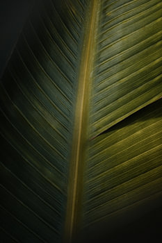 Tropical Leaf: Rost und Textur an der Wand