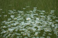 Marguerites