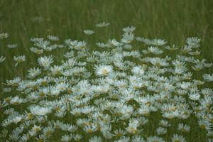 Marguerites sur Guido Rooseleer