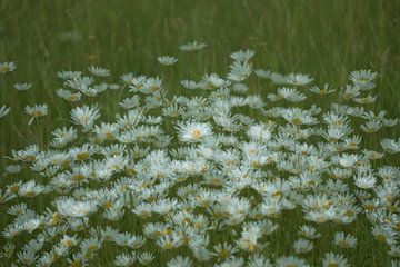 Marguerites by Guido Rooseleer