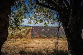 champ de lavande