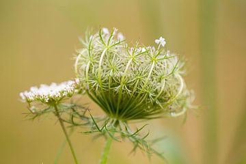 Wild carrot