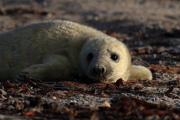 Grijze Zeehond Brul Helgoland Eiland Duitsland van Frank Fichtmüller