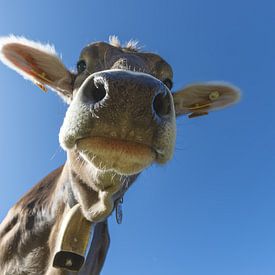 Allgäu curiosity in close-up by Walter G. Allgöwer