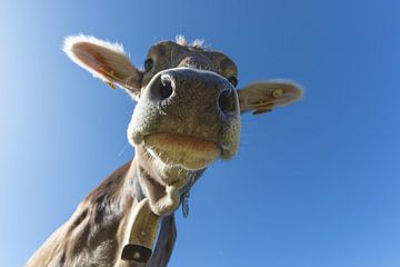 La curiosité de l'Allgäu en gros plan sur Walter G. Allgöwer