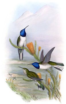 Pichinchian Hill-Star, John Gould van Hummingbirds