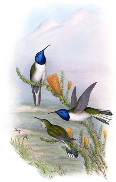 Pichinchian Hill-Star, John Gould by Hummingbirds