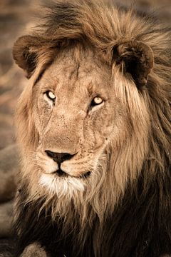 Lion Portrait van Thomas Froemmel