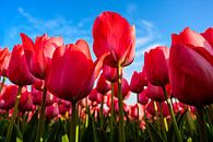 Pink Tulips by Wouter van Woensel thumbnail
