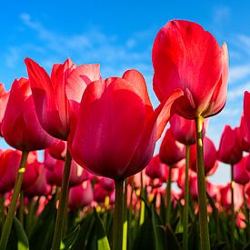 Pink Tulips by Wouter van Woensel
