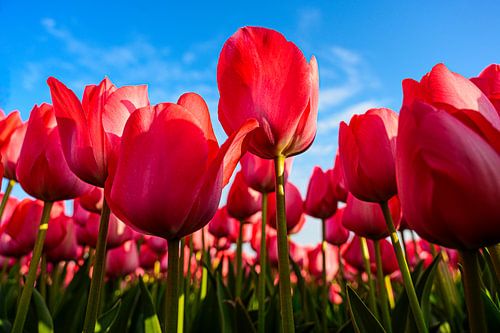 Roze Tulpen