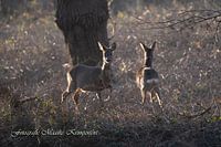 Deer