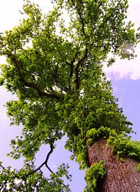 Tree Magic 102