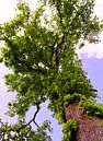 Tree Magic 102 van MoArt (Maurice Heuts) thumbnail