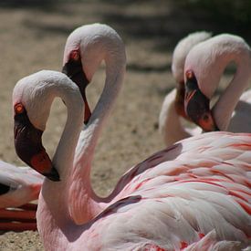 Flamingo's van Tineke Kooistra