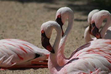 Flamingo's van Tineke Kooistra