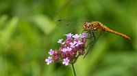 Libelle