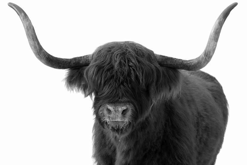 La tête du Scottish Highlander en noir et blanc par Marjolein van Middelkoop