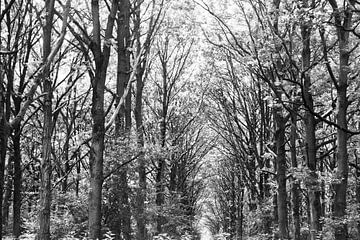 Bomen, zwart wit van Nynke Altenburg