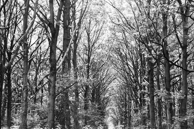 Arbres, noir et blanc par Nynke Altenburg