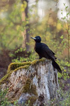Black Woodpecker ( Dryocopus martius ), adult female, sitting on a stub of a tree, watching around, 