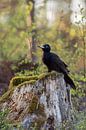 Schwarzspecht ( Dryocopus martius ), Altvogel, Weibchen, sitzt in natürlicher Umgebung auf einem ver van wunderbare Erde thumbnail