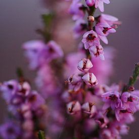 Heather sur Sonja Bohte