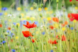 Veld wilde, kleurige bloemen, met klaproos in de hoofdrol van Caroline van der Vecht