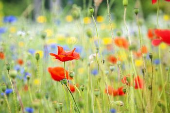 Feld mit wilden, farbenfrohen Blumen, mit Mohn in der Hauptrolle