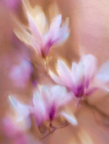 Fleurs de magnolia – Rose et crème dans la brume matinale