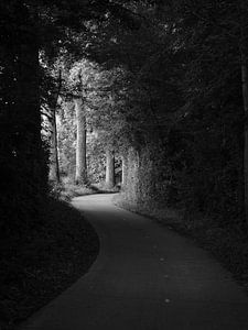 Frühes Morgenlicht im Wald