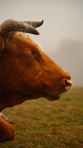 Mystérieuse forêt de Fanal avec brouillard et vaches
