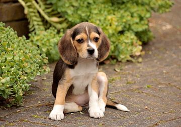 Beagle by Frank Smedts