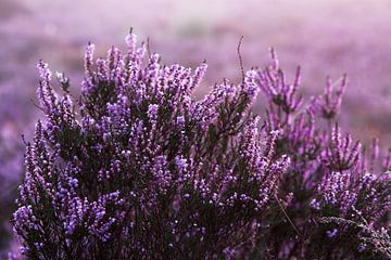 Struikheide in Drenthe. van Karijn | Fine art Natuur en Reis Fotografie