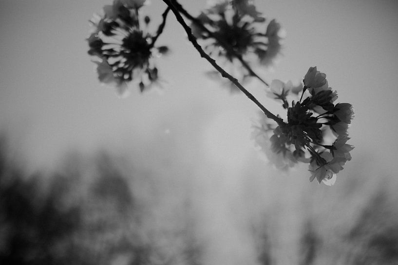 Blüte im Gegenlicht schwarz-weiß von Sanne van Pinxten