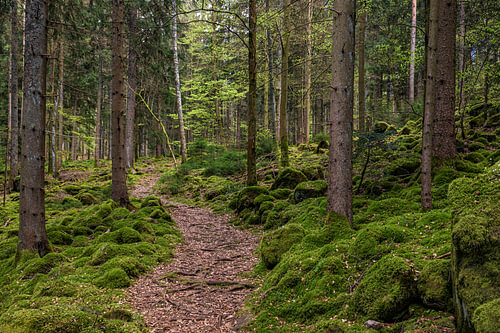 The ‘Heidelbeerweg’ walking trail in Enzklösterle in the Black Forest by Werner Dieterich