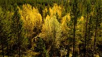 Bomen in herfstkleuren van Johan Zwarthoed thumbnail